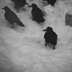 several black birds are standing in the snow