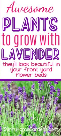 lavender flowers with text overlay that says awesome plants to grow with lavender