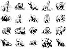 black and white polar bear illustrations