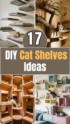 the top ten diy cat shelvings ideas are in this collage with cats on