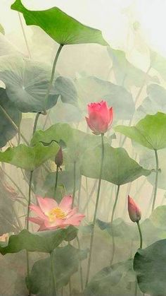 pink water lilies and green leaves floating in the air