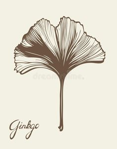 ginko tree leaf in vintage style