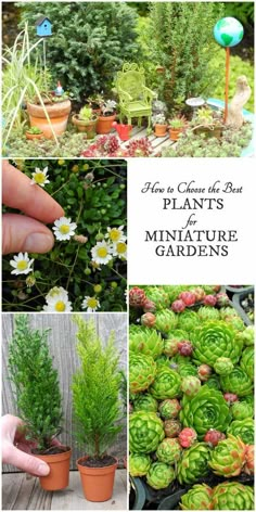 the best plants to grow in miniature gardens