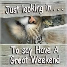 a cat peeking out from behind a fence with the caption just looking in to say have a great weekend