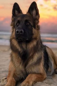 a german shepard dog sitting on the beach at sunset