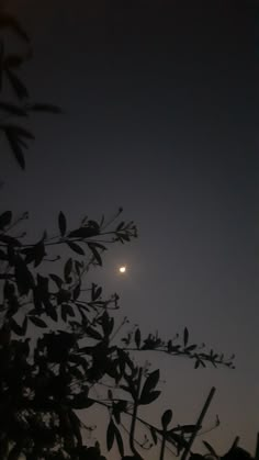 the moon shines brightly in the sky above some leaves and branches at night time