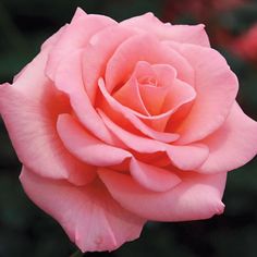 Flawless™ Miniflora Rose | Jackson & Perkins Love Roses, Favorite Flower, Rose Garden, Beautiful Roses, A Rose, Pretty Flowers, Flowers Plants