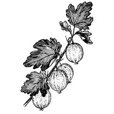 an ink drawing of some leaves and berries on a branch, vintage line drawing or engraving illustration