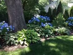 blue flowers are growing in the grass next to a large tree and some bushes with green leaves