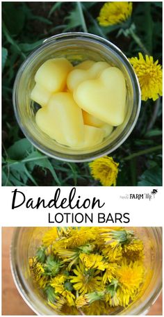 How to make Dandelion Lotion Bars - a super easy recipe perfect for dry chapped hands. Lotion bars have a long history of helping the toughest cases of cracked, dry skin, while dandelion oil is particularly useful for alleviating the chapped skin and soreness that comes along with manual labor. Dandelion Lotion, Dandelion Oil, Sore Hands, Herbal Recipes, Natural Healing Remedies, Diy Remedies