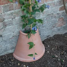 a potted plant with blue flowers on the ground next to a brick wall,