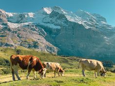 three cows graze on the grass in front of a mountain range with snow - capped peaks