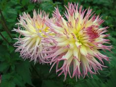 two pink and yellow flowers with green leaves in the background