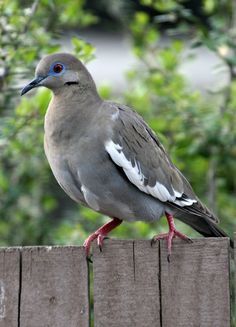 a bird sitting on top of a wooden fence