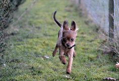 a small brown dog running on top of a grass covered field next to a fence