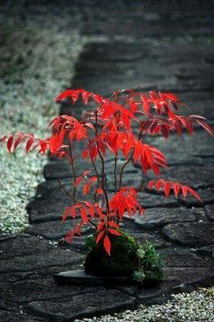 a small tree with red leaves in a pot on a stone path next to gravel