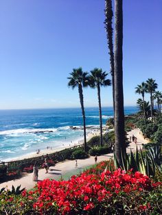 the beach is lined with palm trees and red flowers in front of the ocean on a sunny day