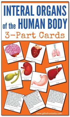 an orange poster with pictures of organ organs and the words,'3 part cards '