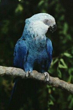 a blue and white parrot sitting on top of a tree branch