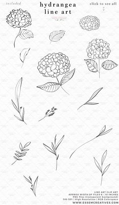 an image of flowers and leaves drawn in ink with the words, hydrangea line art