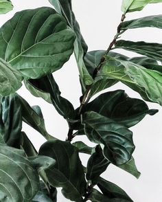 a plant with green leaves on it against a white background