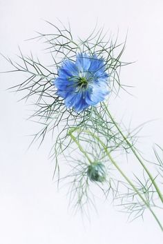 a blue flower sitting on top of a tall green plant next to a white wall