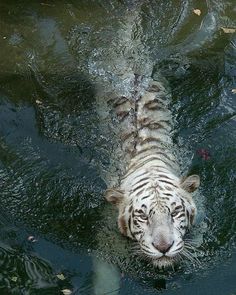 a white tiger is swimming in the water