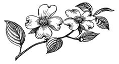 an ink drawing of flowers on a branch with leaves and buds, vintage line drawing or engraving illustration