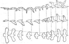 an image of birds flying in the sky with lines drawn on them to show how many different kinds of birds can be seen