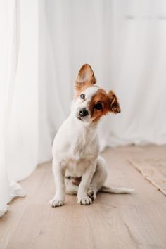 a small brown and white dog sitting on top of a wooden floor