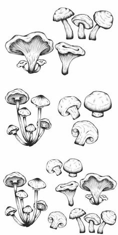 several different types of mushrooms are shown in this drawing technique, which is easy to draw and