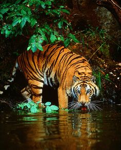 a tiger drinking water from a body of water