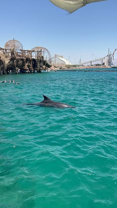 a dolphin swims in the water next to an abandoned pier and roller coasters