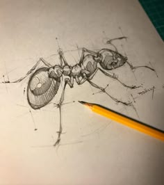 a pencil drawing of an antelope sitting on top of a piece of paper