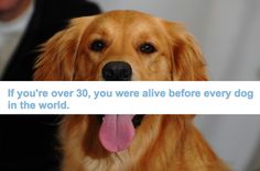 a golden retriever dog holding a sign that says if you're over 30, you're alive before every dog in the world