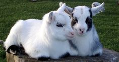 two baby goats sitting on top of a tree stump