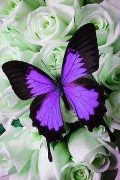 a purple butterfly sitting on top of white roses