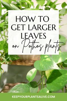 a potted plant with the words how to get larger leaves on your plants