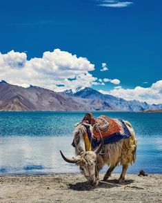 a yak is standing on the shore of a lake with mountains in the background