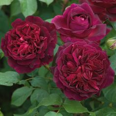 three purple flowers with green leaves in the background