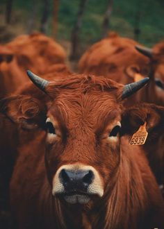 a herd of brown cows standing next to each other