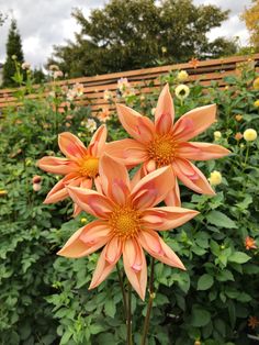 three orange flowers are in the middle of a garden with many other plants behind them