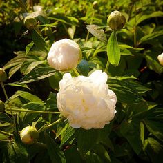 some white flowers are growing in the bushes