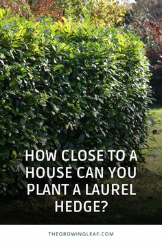 a hedge with the words how close to a house can you plant a laurel hedge?