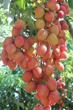 the fruit is hanging from the tree in the sunlit area, and ready to be picked