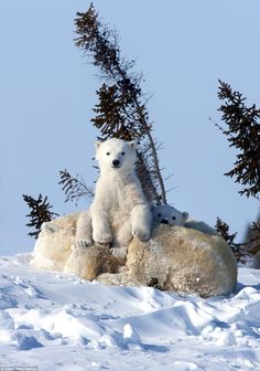 two polar bears are sitting on top of one another in the snow with pine trees behind them