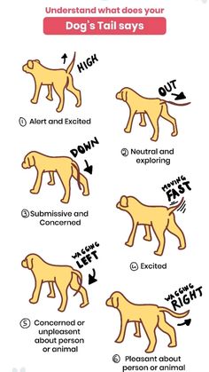 the dog's tail is shown with instructions to understand what it looks like, and how