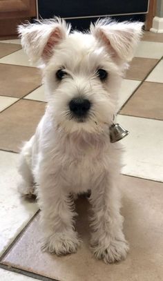 a small white dog sitting on top of a tile floor