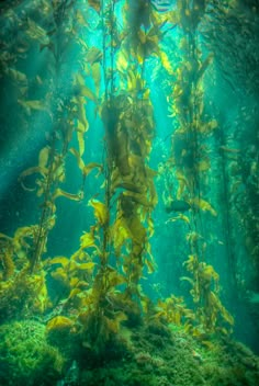 an underwater view of seaweed growing in the water with sunlight streaming through from above