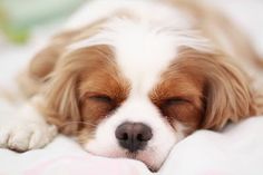 a small brown and white dog laying on top of a bed with its eyes closed